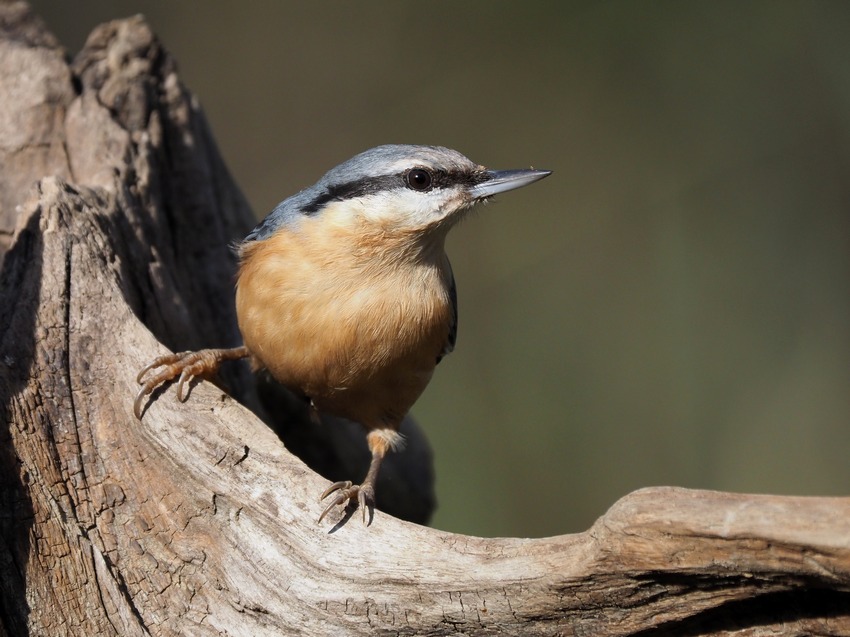 Picchio muratore (Sitta europaea)